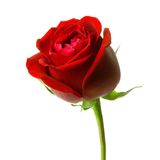 Одиночные цветы